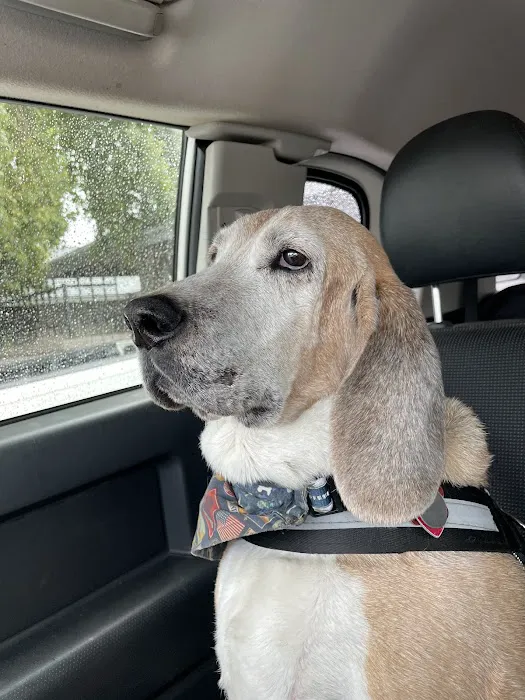 Integrative Vet Oncology Picture 4