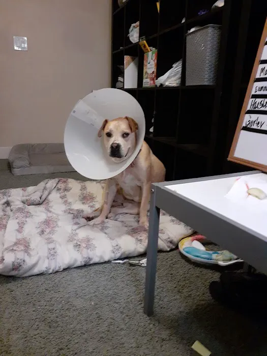 Integrative Vet Oncology Picture 7