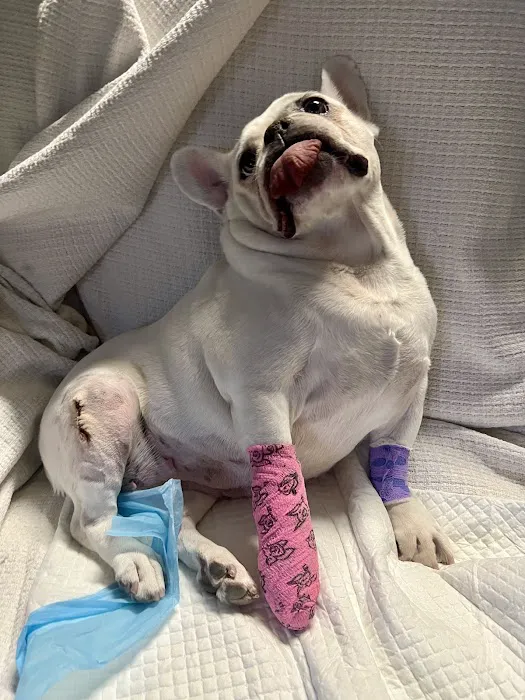 Integrative Vet Oncology Picture 8