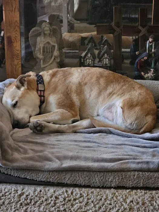 Integrative Vet Oncology Picture 9
