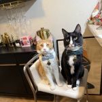Desert View Animal Hospital
