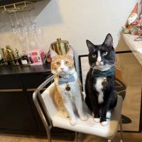 Desert View Animal Hospital ico