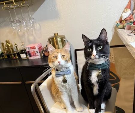 Desert View Animal Hospital