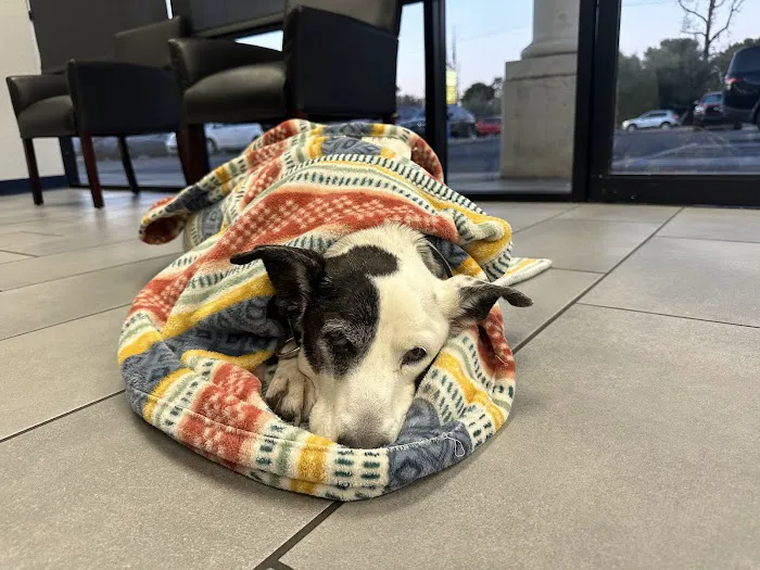 Desert View Animal Hospital Picture 6