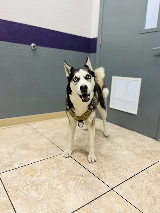 Desert View Animal Hospital Picture 9