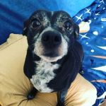 Animal Care Hospital: Halver Mark S DVM