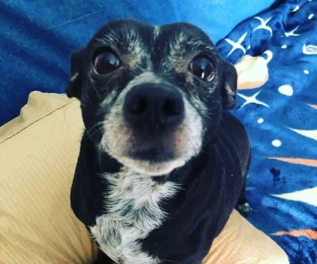 Animal Care Hospital: Halver Mark S DVM