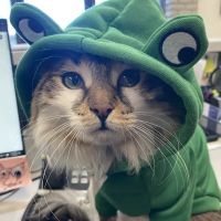 Animal Care Hospital of Phoenix ico