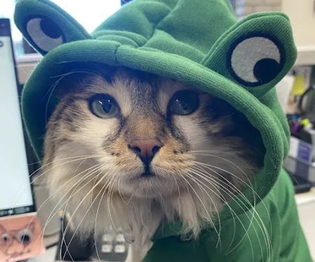 Animal Care Hospital of Phoenix