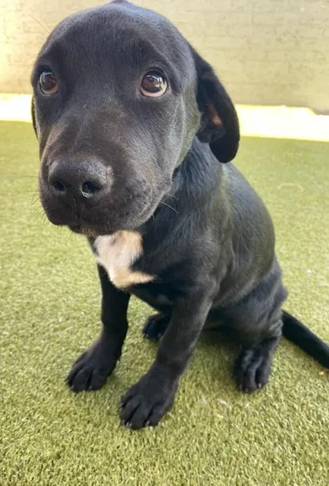 Animal Care Hospital of Phoenix Picture 2