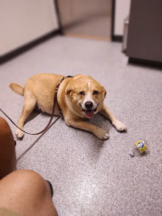 Animal Care Hospital of Phoenix Picture 3