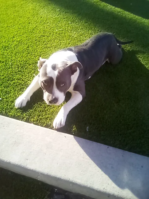Animal Care Hospital of Phoenix Picture 5