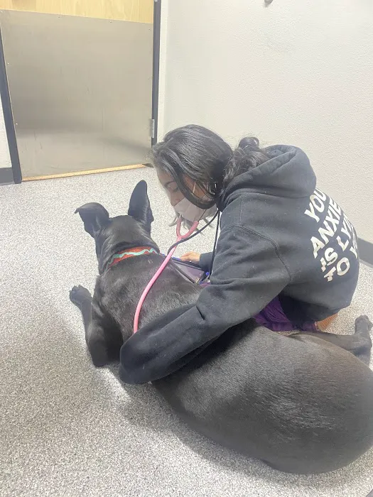 Animal Care Hospital of Phoenix Picture 9