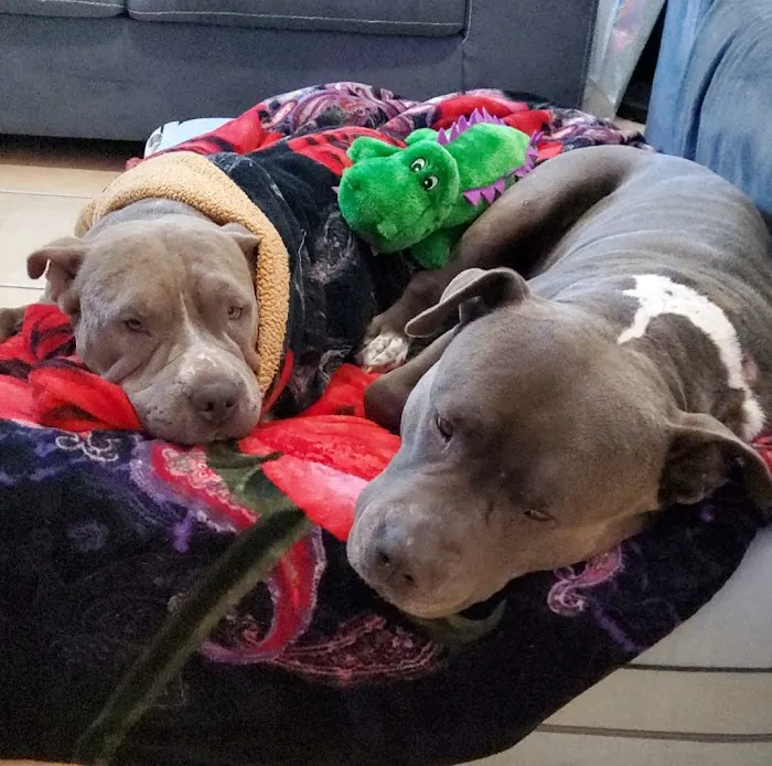 Animal Care Hospital of Phoenix Picture 10
