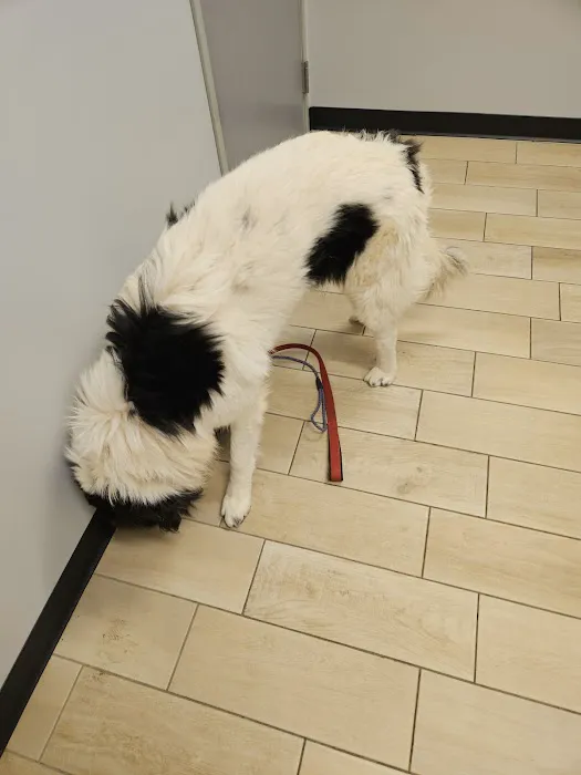 Phoenix Veterinary Center Picture 4