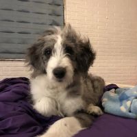 Banfield Pet Hospital ico