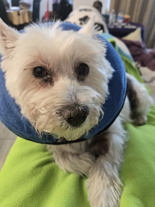 Banfield Pet Hospital Picture 5