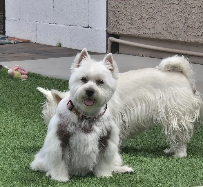 Banfield Pet Hospital Picture 9