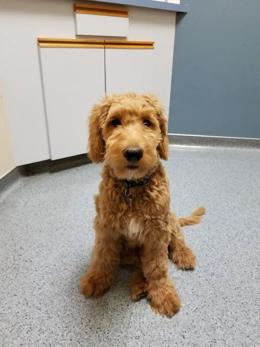 Ahwatukee Animal Care Hospital Picture 4