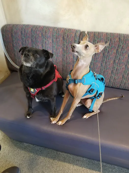 Ahwatukee Animal Care Hospital Picture 5