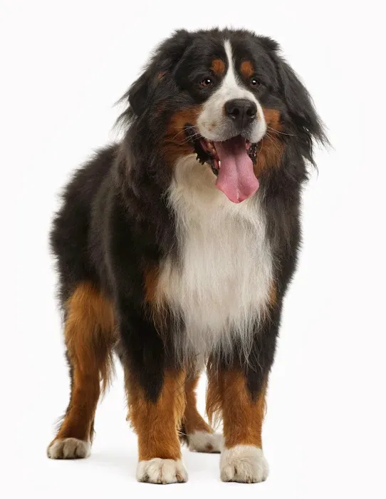 Vet to You Picture 4