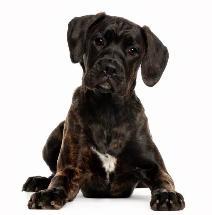 Vet to You Picture 5