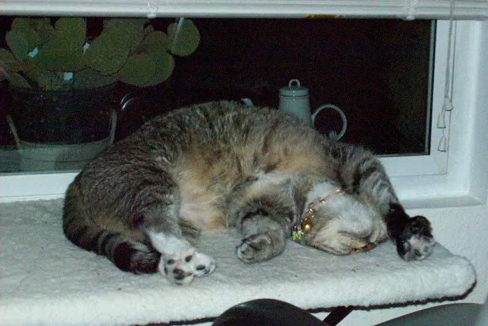 Vet to You Picture 7