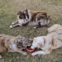 Blue Cross Veterinary Clinic ico