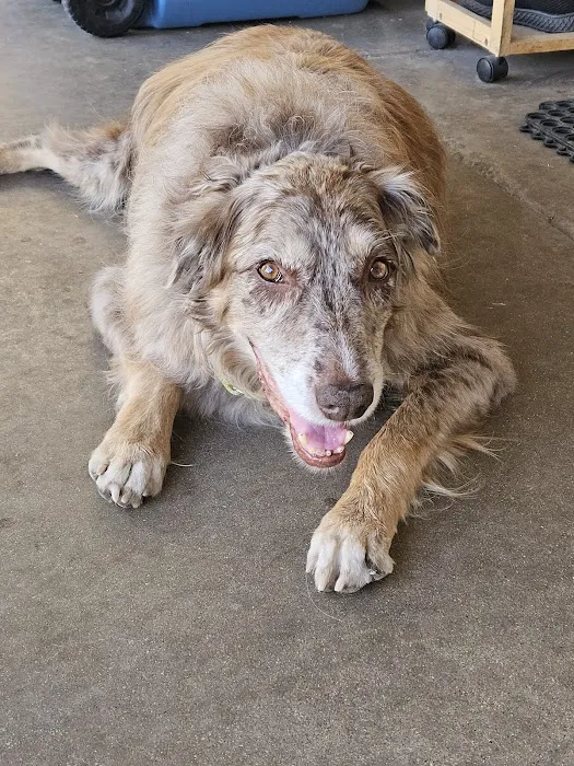 Blue Cross Veterinary Clinic Picture 5
