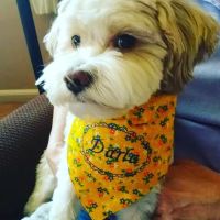 Arcadia Animal Clinic ico