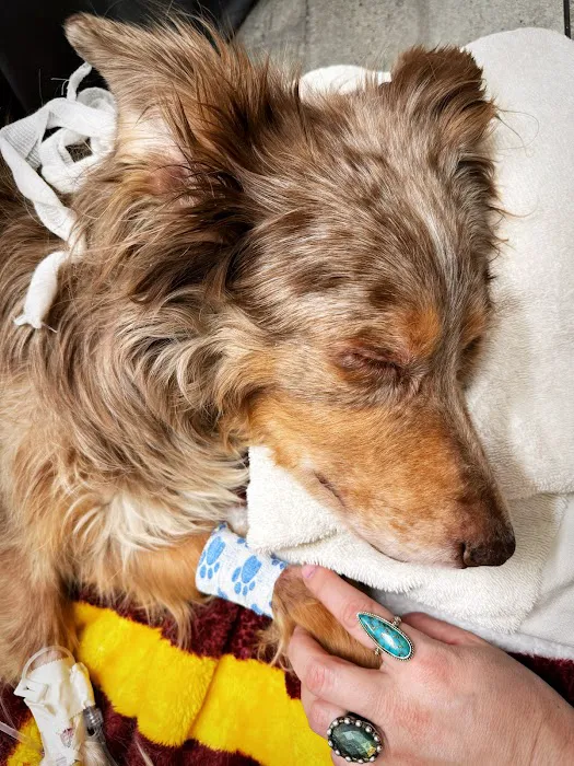 Arcadia Animal Clinic Picture 3