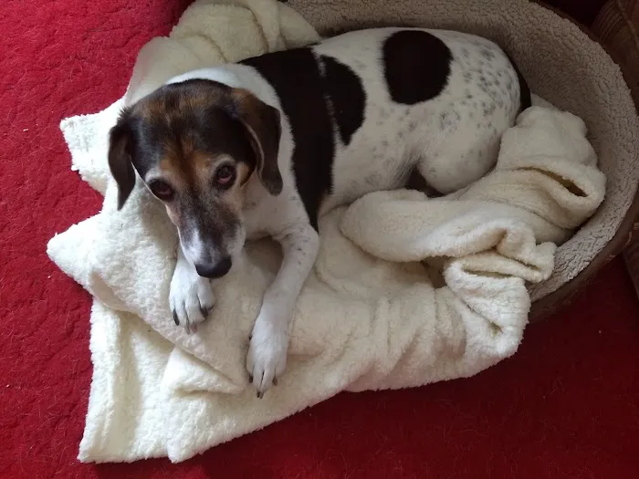 Arcadia Animal Clinic Picture 9