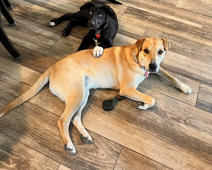 Cornerstone Animal Hospital Picture 1