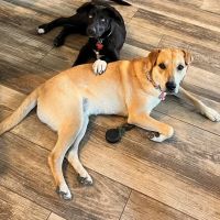Cornerstone Animal Hospital ico