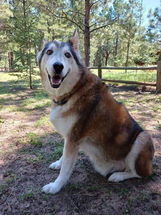 Cornerstone Animal Hospital Picture 4