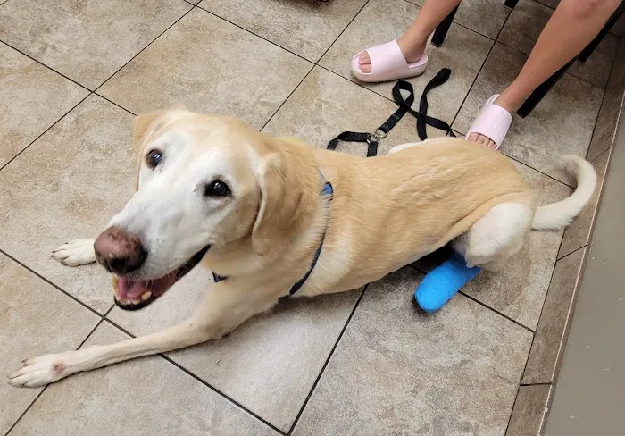 Cornerstone Animal Hospital Picture 5