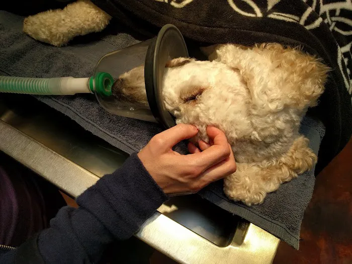 Cornerstone Animal Hospital Picture 10
