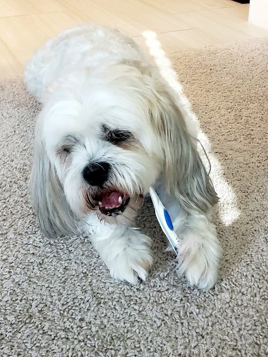 Pet Dental USA Picture 7