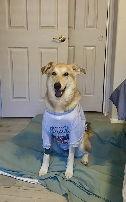 Pet Dental USA Picture 9