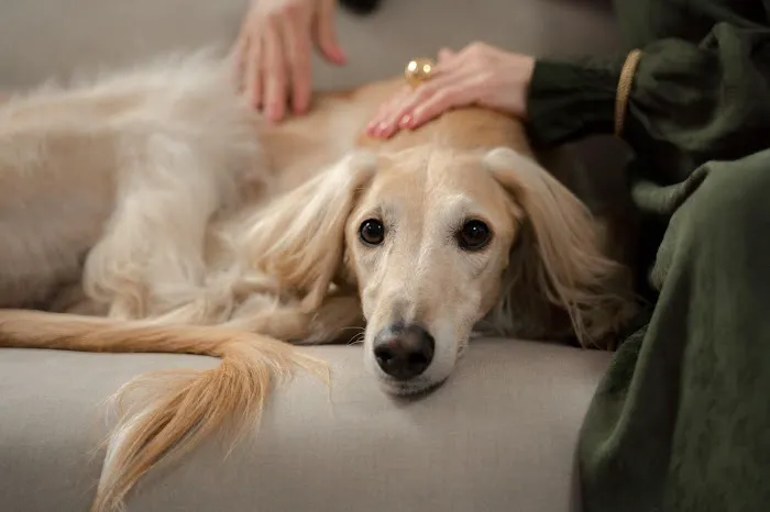 Desert Tails Animal Clinic Picture 9