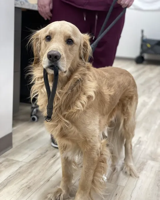 East Valley Urgent Pet Care Picture 3