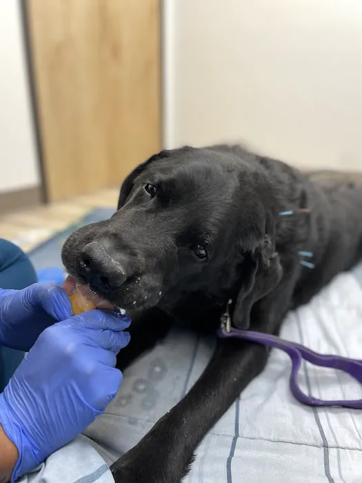 East Valley Urgent Pet Care Picture 8