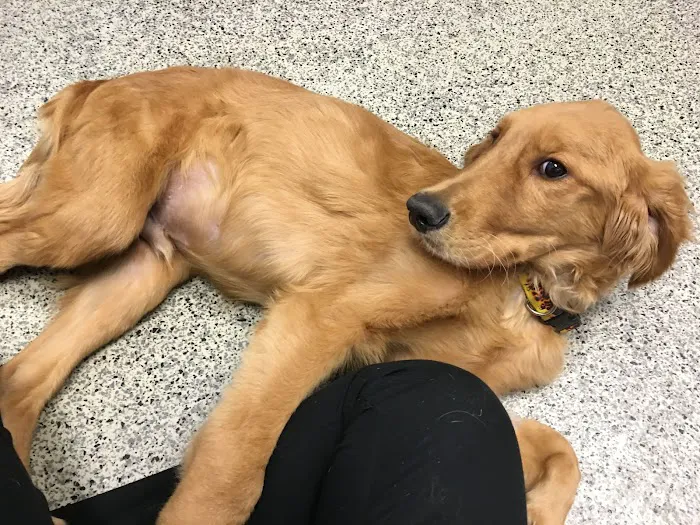 Family VetCare of Chandler Picture 4
