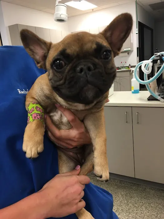 Family VetCare of Chandler Picture 7