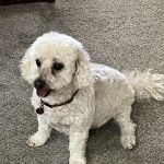 Ocotillo Animal Clinic & Pet Resort