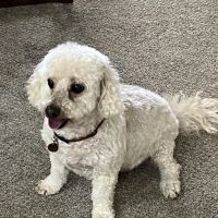 Ocotillo Animal Clinic & Pet Resort ico