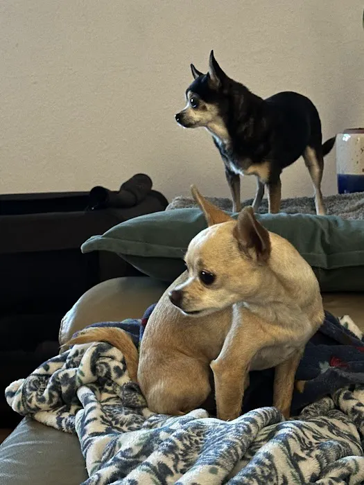 Ocotillo Animal Clinic & Pet Resort Picture 2