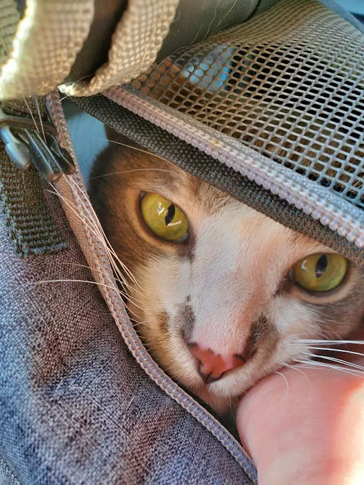 Ocotillo Animal Clinic & Pet Resort Picture 4