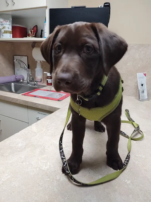 Ocotillo Animal Clinic & Pet Resort Picture 5