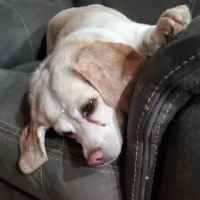 Copper Mountain Animal Hospital ico